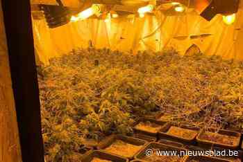 Cannabisplantage van 522 planten gevonden in Houthalen, vijf verdachten opgepakt