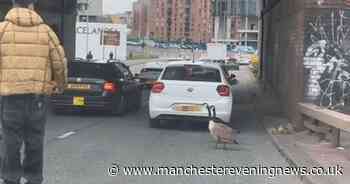 Adorable TikTok of moment man hailed as 'David Attenborough' stops Mancunian Way traffic to let geese cross road