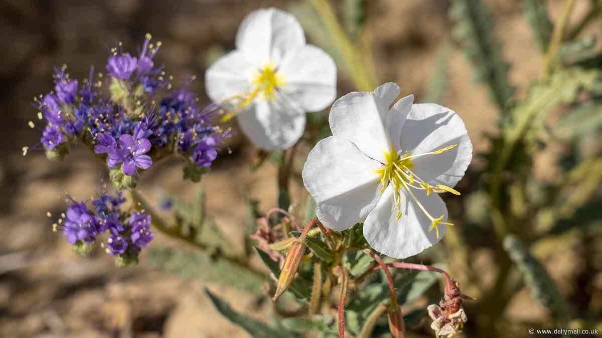 US wildflower map: Where to see the best blooms across the country before they're gone