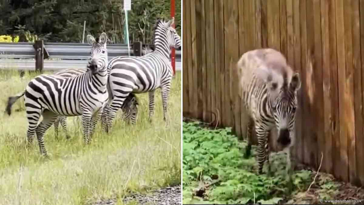 Rodeo bullfighter wrangles three zebras on the loose in Washington - but doesn't catch them all!