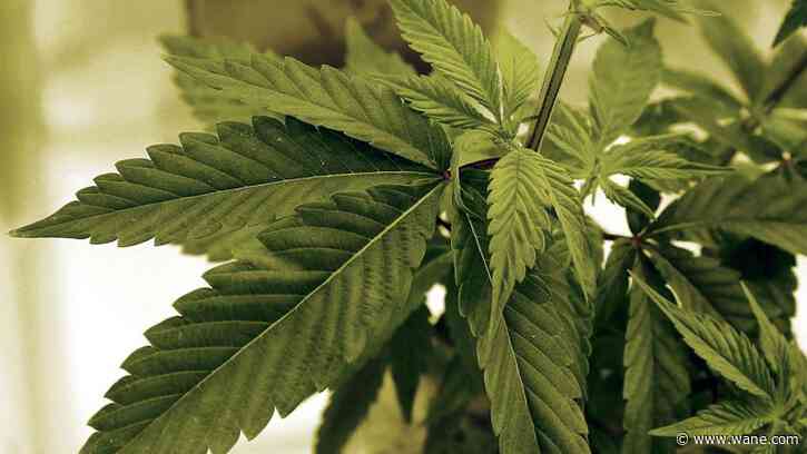 US drug control agency will move to reclassify marijuana: AP sources