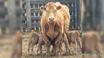 Northwest Sask. farm welcomes rare quadruplet calves