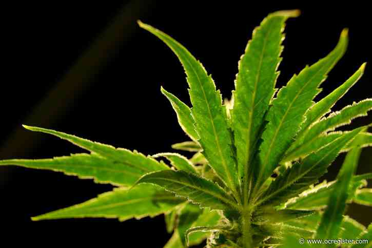 DEA will move to reclassify marijuana as a less-dangerous drug