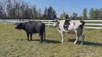 These bonded bovine besties are ready to hoof it to their forever home