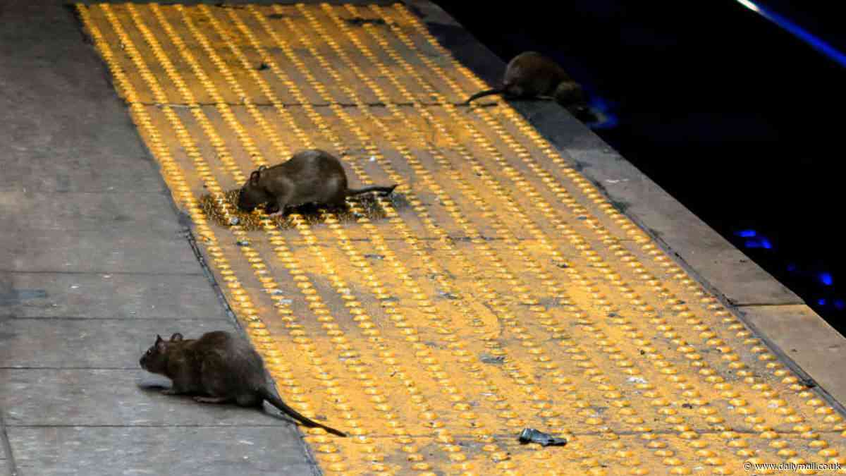 The bizarre solution to America's rat plague - and you might not like it