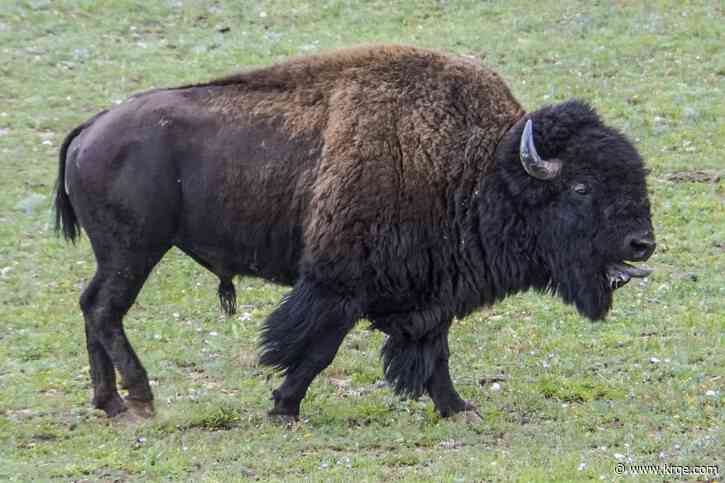 Man arrested after allegedly kicking bison, getting injured in Yellowstone