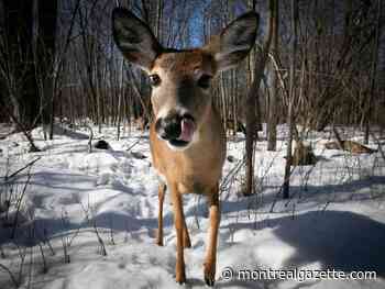 Montreal to hire hunters to kill 140 white-tailed deer in east end