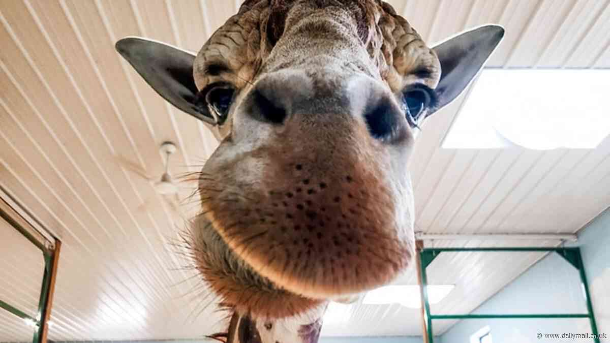 Michigan safari park worker, 27, is fighting for his life in the ICU after being 'knocked off ladder by a GIRAFFE' causing traumatic brain injury
