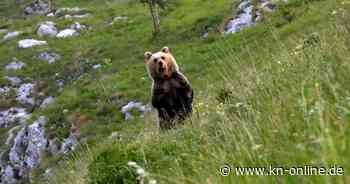 „Gefährlich nah – Wenn Bären töten“: Dokumentarfilm nach Tod von Jogger in Südtirol