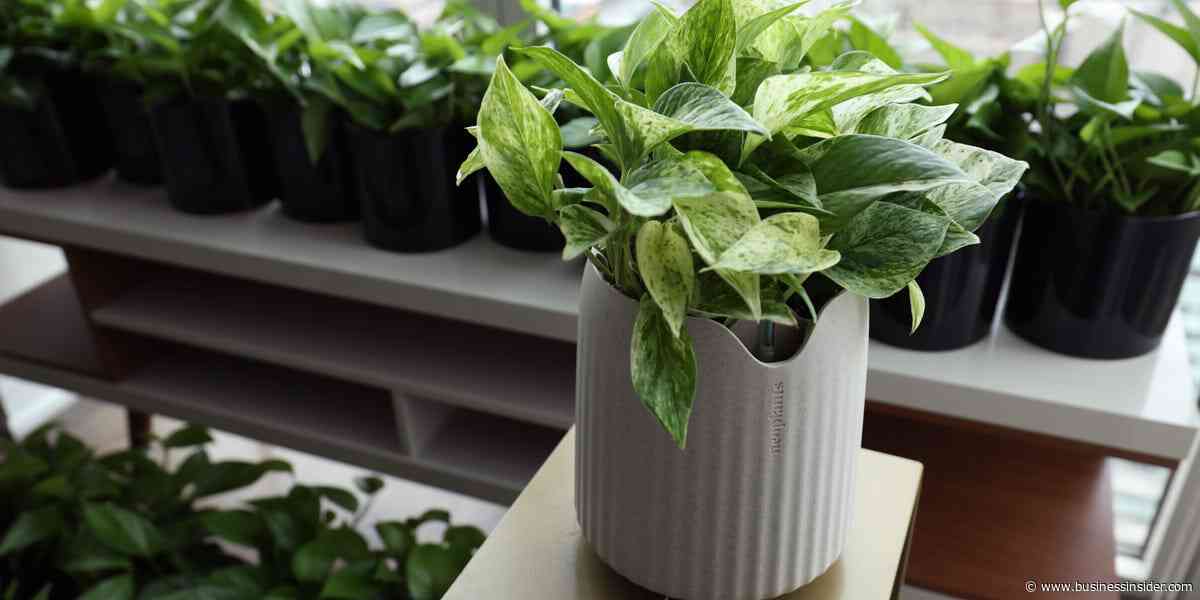 This $119 houseplant is bioengineered to remove harmful air pollution in your home.