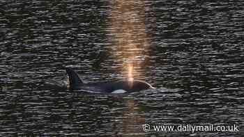 Orphaned baby orca escapes to the open ocean - a month after refusing to leave its dead mother in Canadian lagoon