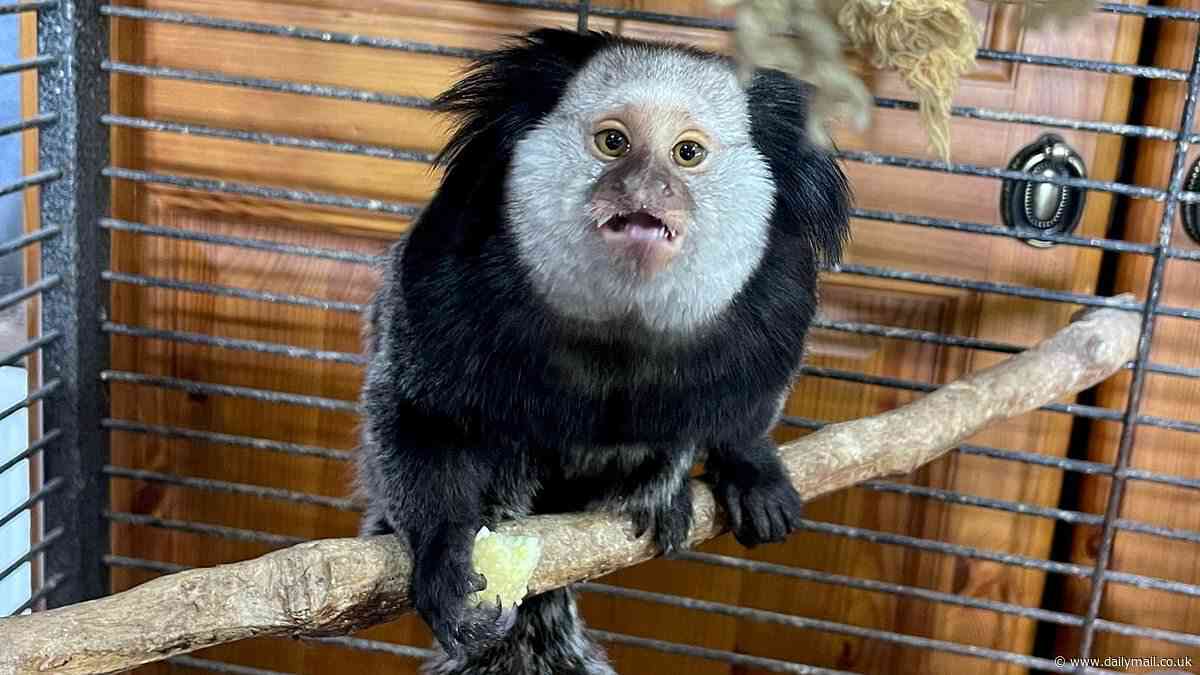 A monkey broke into my house - it nearly sent me bananas! Woman finds South American monkey in her conservatory named Marcel in nod to Friends Ross' pet