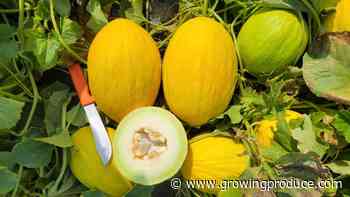 Magnificent Melons You Will Want To Know and Grow