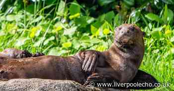 Giant otter flown to Chester Zoo to help save his species from extinction