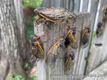 Shooting Streams of Pee, Cicadas Will do Weird Things During the Emergence