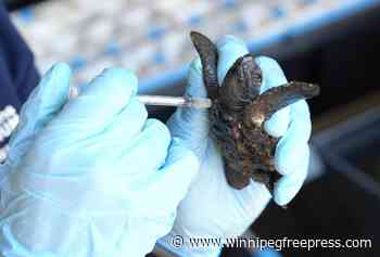 Over 500 baby sea turtles washed ashore in a big storm off South Africa. Here’s the rescue effort