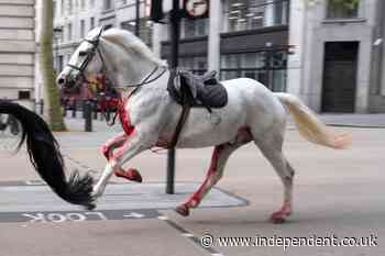 London horses – live: Army issues fresh update on injured Household Cavalry horses