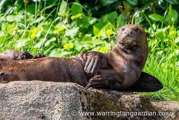 Meet the rare giant otter that's come to Chester Zoo