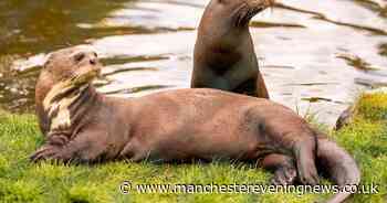 Rare giant otter arrives at Chester Zoo in attempt to help save species from extinction