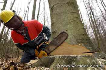 Kirchlengern: Bäume an Bahnstrecke werden gefällt