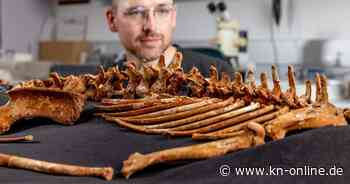 Australische Forscher präsentieren fast 50.000 Jahre altes Skelett eines ausgestorbenen Riesenkängurus