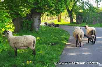 Bock auf Freiheit: Schafherde am Weserradweg in Corvey ausgebüxt