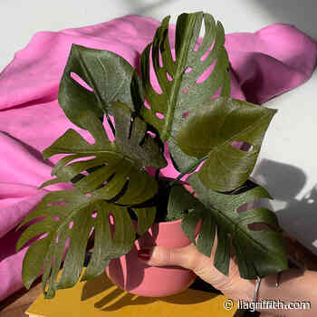 Crepe Paper Monstera Leaves or Potted Plant