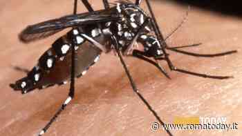 Dengue e zanzare, ecco l'ordinanza di Roma per arginare il fenomeno