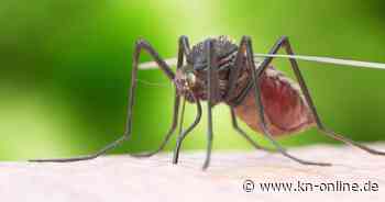 Mittel gegen Mückenstiche: Was hilft gegen den Juckreiz?