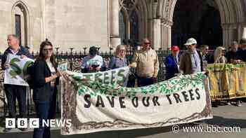 Judicial review begins over loss of ancient trees