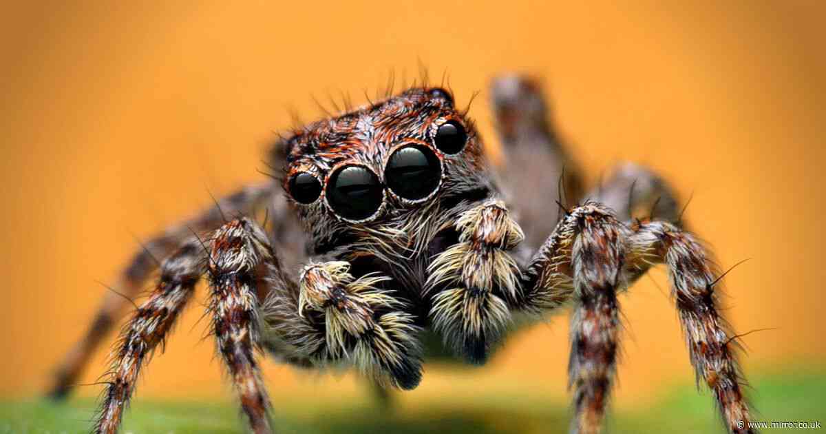 Brits warned to prepare for an invasion of exotic spiders as new species found in Cornwall