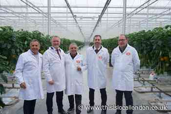Labour pledges to give Harlow supermarket growers a future