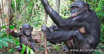 Neue Zoonosen? Forschende warnen vor Abholzung von Palmen in Uganda
