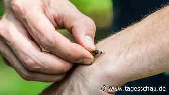 Wie Allergiker sich vor Insektengift schützen können