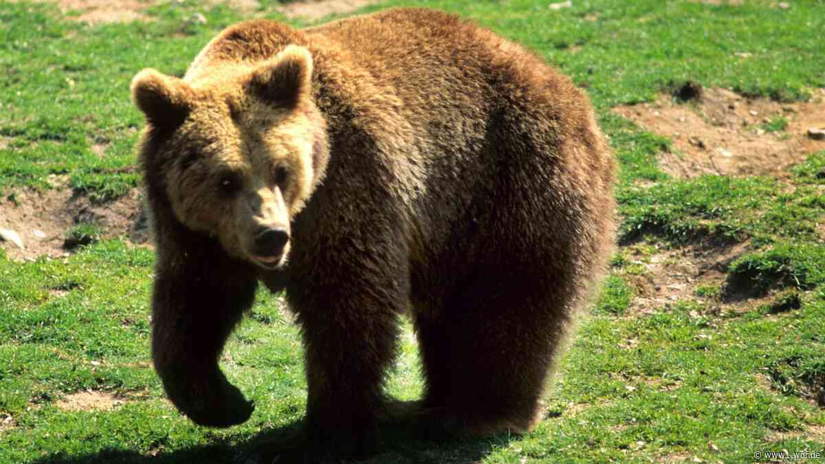 Wildpark Gangelt: Kind bleibt in Geländer von Bären-Anlage stecken