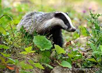 Defra extends consultation on targeted culling to tackle bovine TB