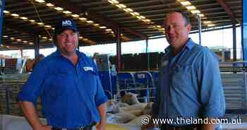Research shows no need to sacrifice growth for intramuscular fat in lambs