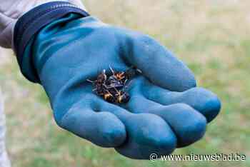 Gemeente voorziet gratis lokvallen voor Aziatische hoornaar