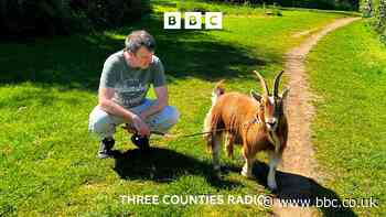 ‘Is that a goat?’ On a lead in Milton Keynes
