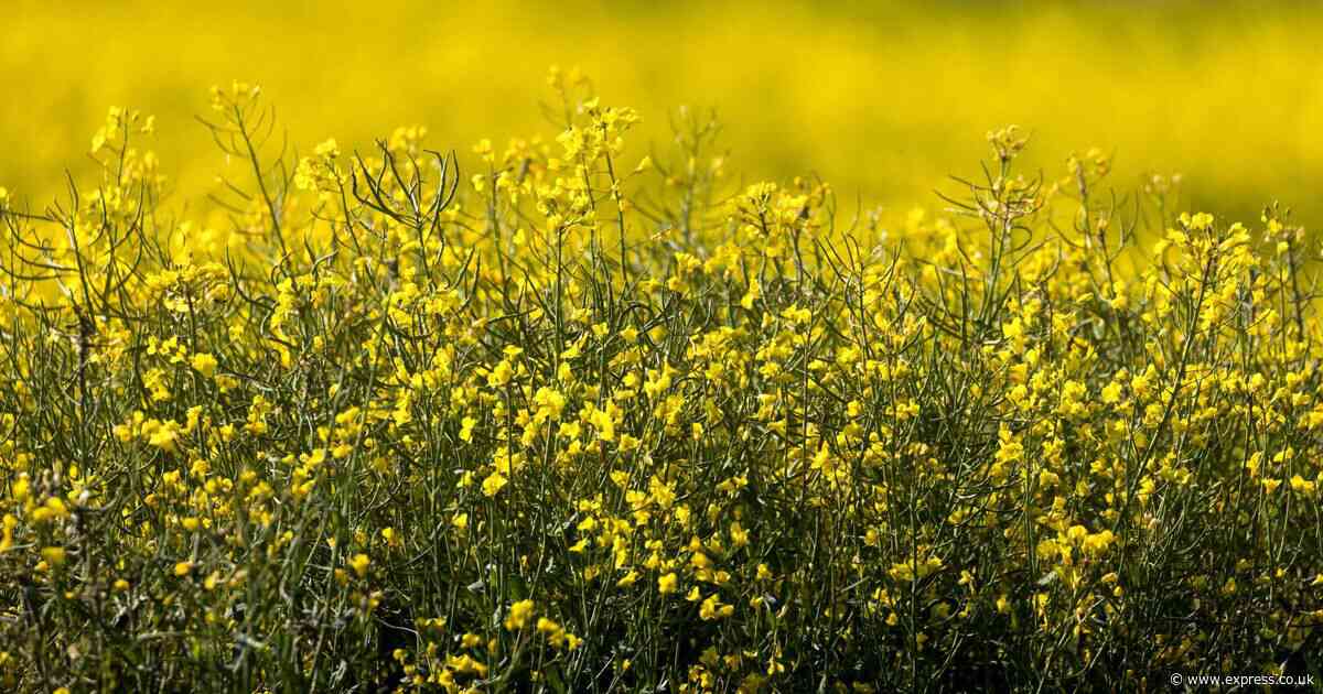 Animal poison experts explains whether rapeseed is dangerous to dogs