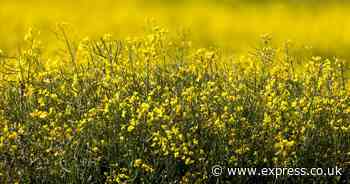 Animal poison experts explains whether rapeseed is dangerous to dogs