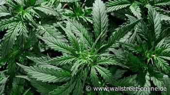Positive Zeichen: Cannabis-Aktien klammern sich an nächsten Grashalm