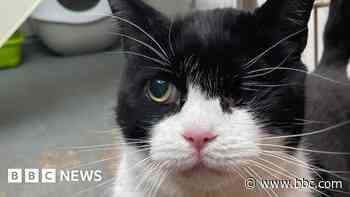 New home plea for Gabriel the one-eyed cat
