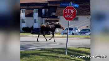 Moose strolls through Fredericton