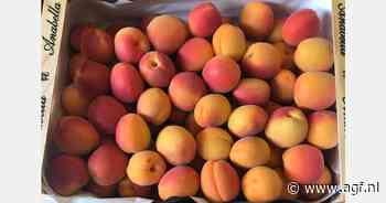 "We zijn gestart met de afzet van abrikozen uit Murcia"