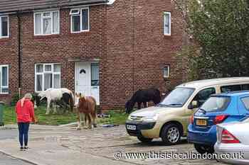 Police called as five stray horses turn up on Orpington road