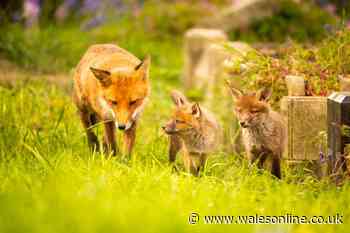 Family of adorable fox pups playing captured in stunning images
