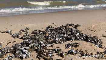 Zebra mussel eradication possible if you act fast and early, says scientist with Texas state agency