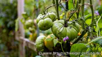 Expertentipps: So blühen Braunschweigs Gärten am schönsten