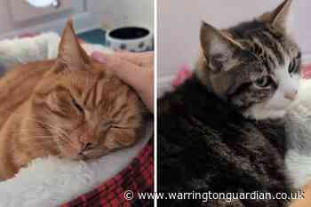 Loving home sought for adorable cats saved from euthanasia by charity